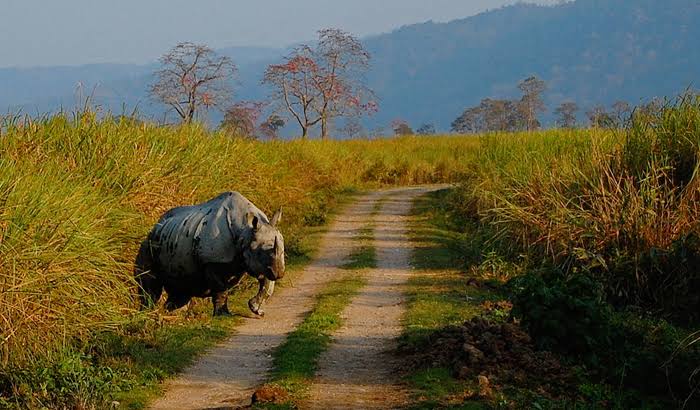 Kaziranga National park